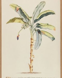 Musa