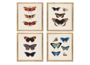 Insectum
