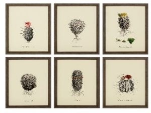 Cacti