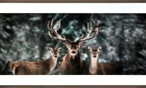 Deer Family