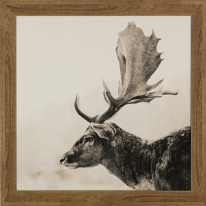 Stag Portrait II