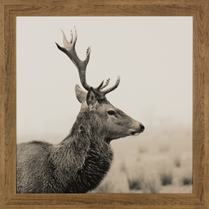 Magnificent Stag